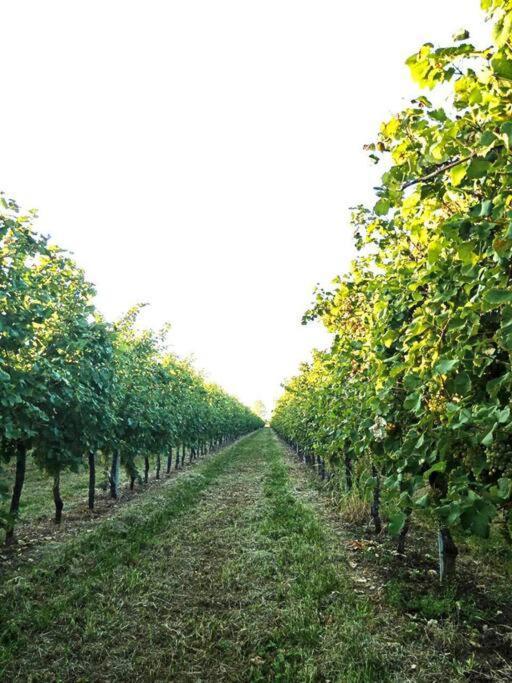 PederobbaRelax Nelle Colline Del Prosecco公寓 外观 照片