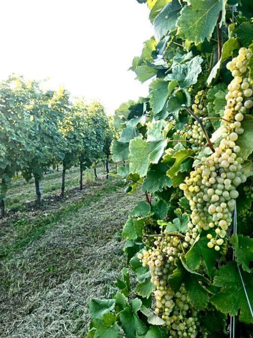 PederobbaRelax Nelle Colline Del Prosecco公寓 外观 照片